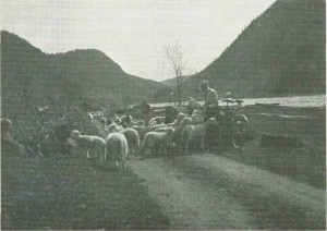 Sauer langs veien. Bildet er tatt omkring 1900.